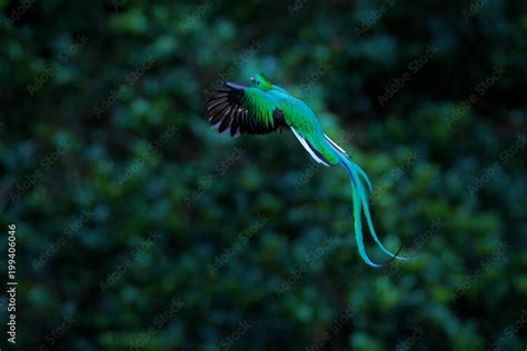 Resplendent Quetzal Flying Pharomachrus Mocinno Savegre In Costa