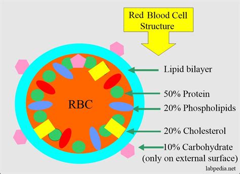 Red Blood Cell Structure Diagram