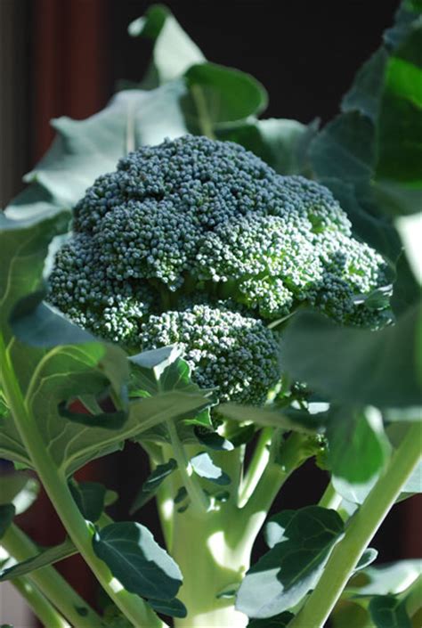 Growing Broccoli How To Grow Broccoli Planting Broccoli