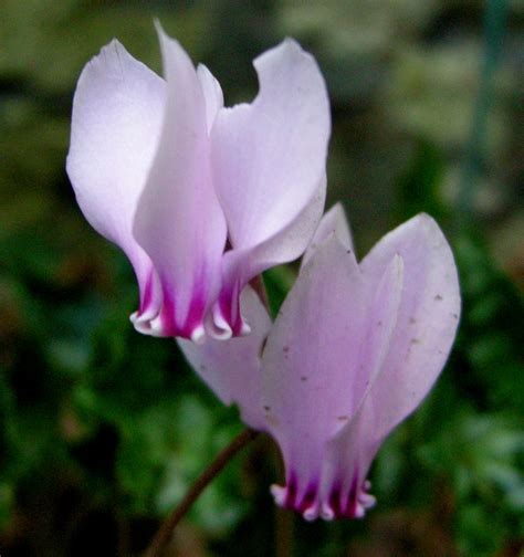 Fall Blooming Hardy Cyclamen Carolyns Shade Gardens