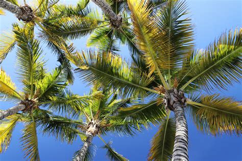 This way you'll have a list of possible trees to choose from making for better planning of your backyard paradise. Palm Tree Canopy | The green canopy of fan-leaved tops of ...