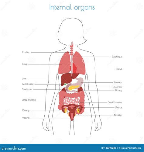 Anatomy Of Internal Organs Female Vector Illustration Internal Organs