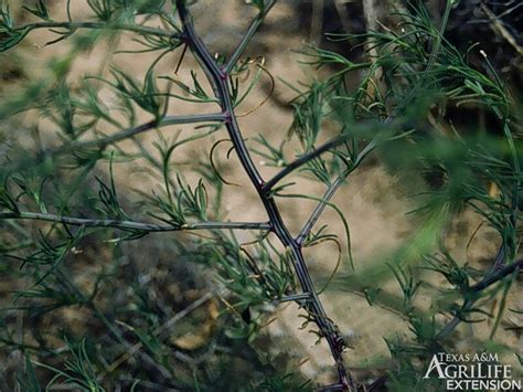 plants of texas rangelands russian thistle tumbleweed