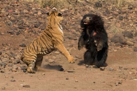 Vídeo registra briga entre tigre de bengala e urso mais mortal do mundo