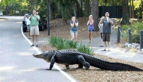 Large Gator Seen Crossing The Road In Hilton Head Wccb Charlottes Cw