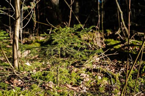 Forest Bushes In Spring Sunny Day Without Leaves Stock Photo Image Of