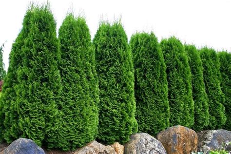 Thuja Occidentalis Emerald Smaragd Arborvitae From Johnson Farms