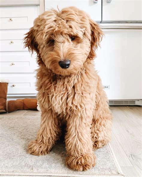 The color of the bernedoodle has a broader variety of colors and combinations. Types of Goldendoodle Colors - With Pictures! - We Love Doodles