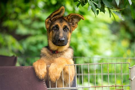 When Do German Shepherds Ears Stand Up Top Dog Hub