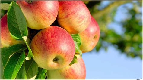Gambar sketsa apel merah paling bagus download now 4 cara untuk meng. Gambar Buah Apel Yg Segar - Koleksi Gambar HD