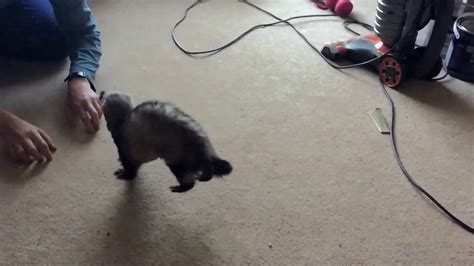 Ferris The Ferret Does A Weasel War Dance With Subtitles Youtube