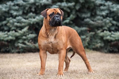 7 Common Bullmastiff Colors And Patterns With Pictures Pet Keen