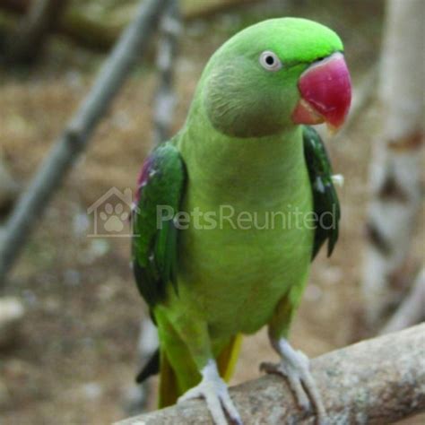 It may come as a surprise, nevertheless, to find out that plumbers. Lost parrot: Green Alexdrine parrot called Kaku ...