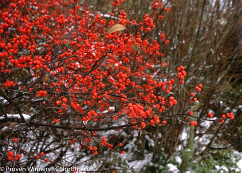 Easily pops open & closed just like an umbrella! Berry Heavy® - Winterberry Holly - Ilex verticillata ...