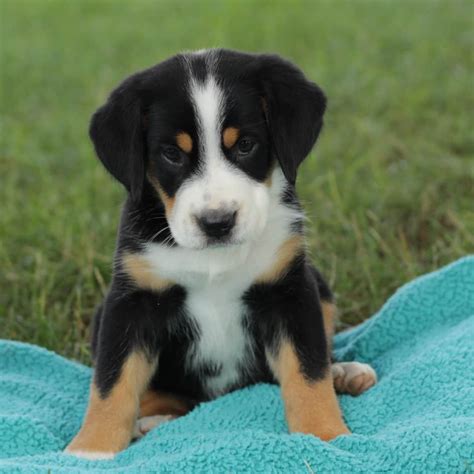 Greater swiss mountain dogs are almost certainly the result of indigenous dogs mating with large mastiff. Greater Swiss Mountain Dog Puppies For Sale • Adopt Your ...