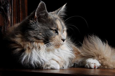 Discussions should be related in some way to a i notice the left ear tipped on almost all other feral cats seen here on flickr! The Maine Coon Cat - Cat Breeds Encyclopedia
