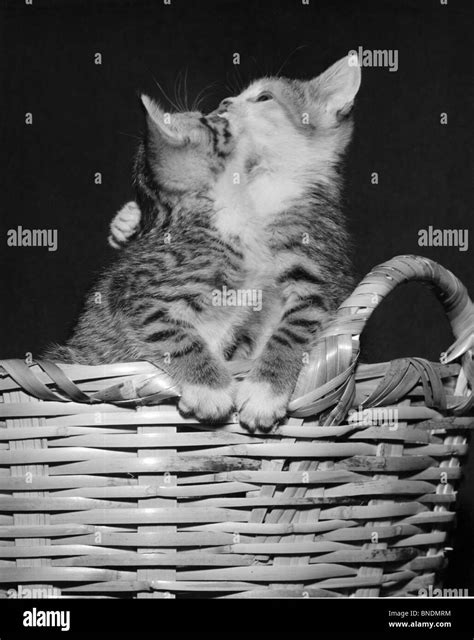 Basket Of Kittens Black And White Stock Photos And Images Alamy