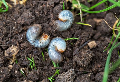 Grub Damage In A Lawn