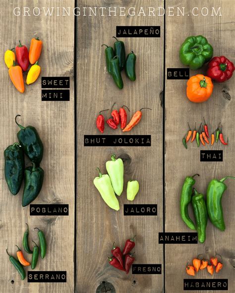 Types Of Peppers Pepper Varieties Growing In The Garden Hatch Chili Peppers Chili Pepper
