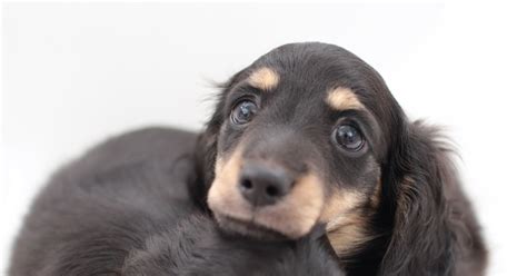 16 Pups Who Are Dachshund Through The Snow Huffpost Uk Life