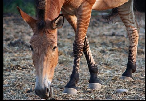 Zelda the Zorse! - Horse and Man