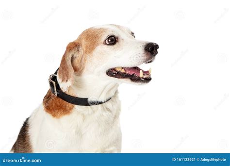 Cute Beagle Crossbreed Dog Facing Side Close Up Stock Image Image Of