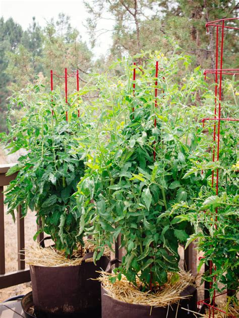 How To Grow Tomatoes In Pots—even Without A Garden Garden Betty