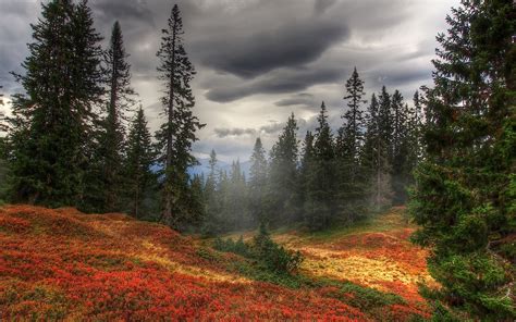 Широкоформатные обои Осень 2560×1600 Туман в лесу осенью
