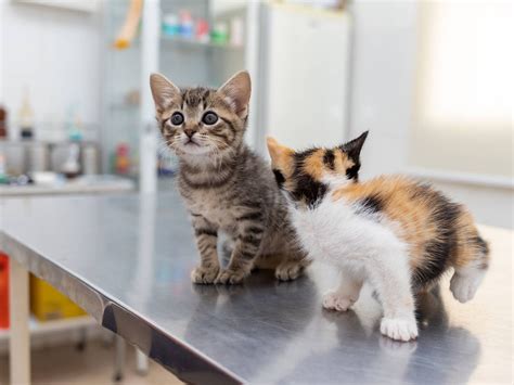 Una Gata Lleva A Sus Crías Al Veterinario Para Salvarles La Vida