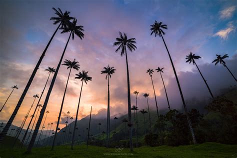 Heads In The Clouds Wax Palms At Sunset In The Cocora Valley Colombia