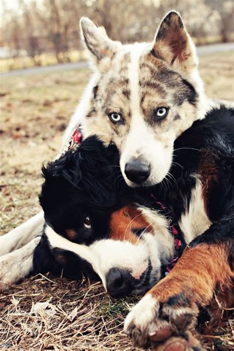 Best 25 Bernese Mountain Dog Mix Ideas On Pinterest