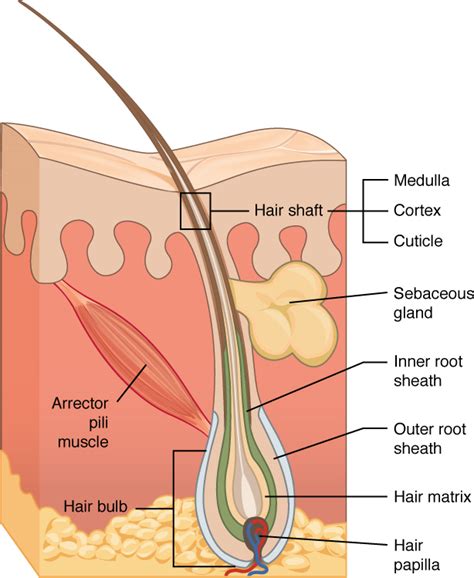 Accessory Structures Of The Skin Biology I