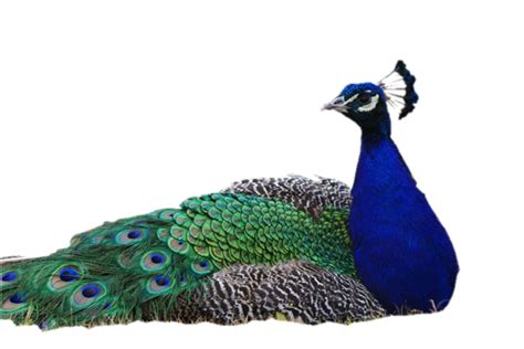 Peacock Png