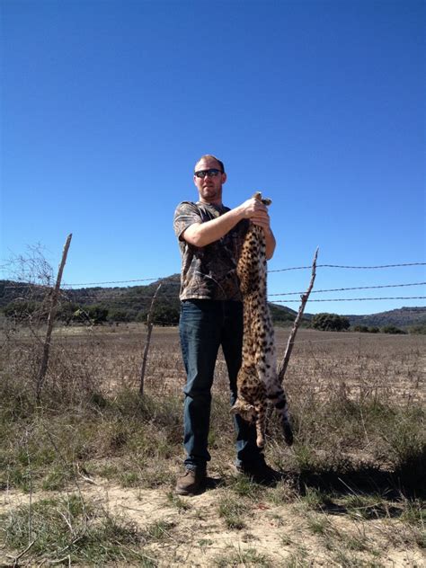 From texas whitetail hunts to texas exotic hunts, we have plenty for our hunters to do. predator hunting in texas