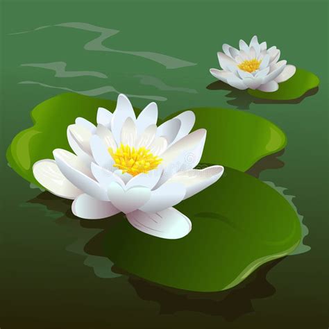 Lotus Flower In The Pond Stock Vector Illustration Of White 38710946