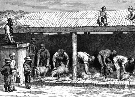 19th Century Australian Sheep Shearing Stock Image C0288090