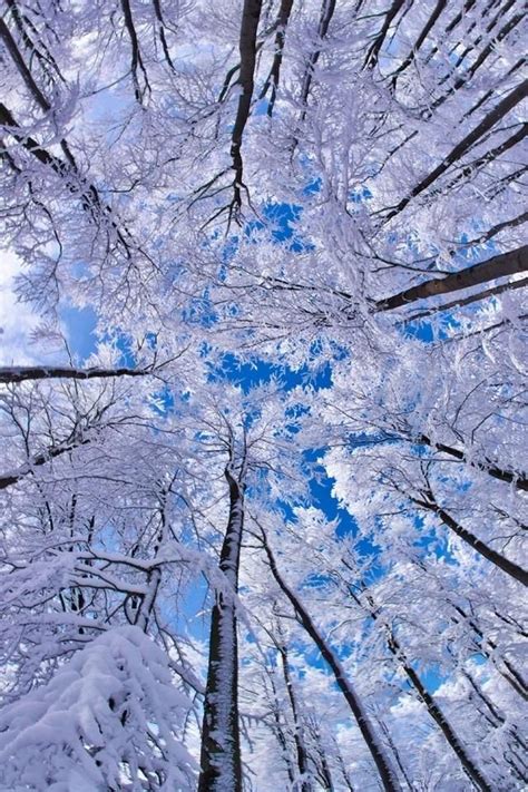 189 Best Snow Covered Trees Images On Pinterest Snow Covered Trees
