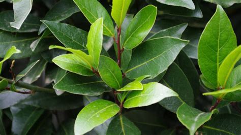 Bay Tree Laurel Laurus Nobilis Dear Plants