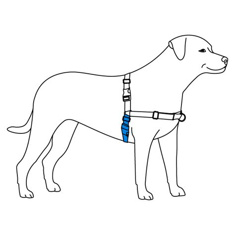 How To Use Your Easy Walk Harness