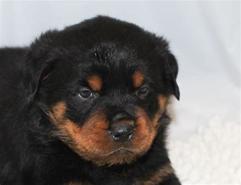 The search tool above returns a list of breeders located nearest to the zip or postal. Thunder - A Black Male AKC Rottweiler Puppy for Sale in Indiana | VIP Puppies | Rottweiler ...