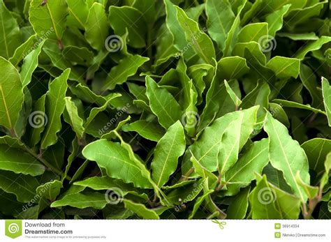 Bush Of Laurel Leaves Stock Photo Image Of Herbal Organic 36914334