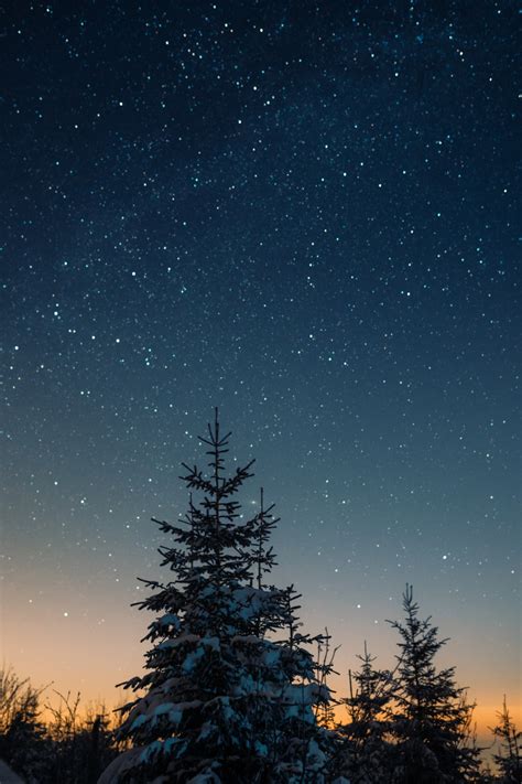 🔥 Download Green Pine Tree Under Blue Sky During Night Time Photo By