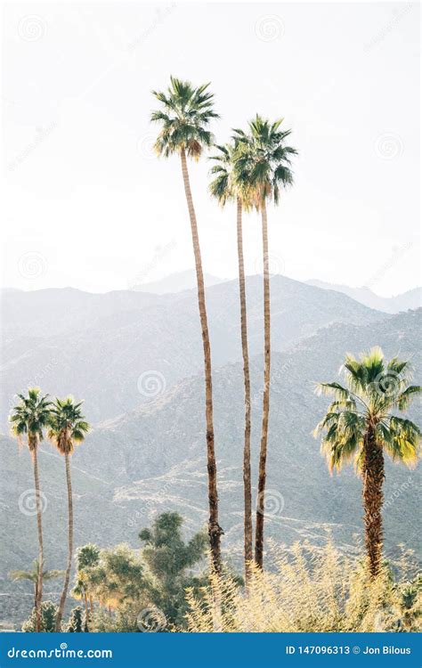 Palm Trees And Mountains In Palm Springs California Stock Image
