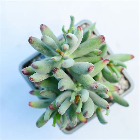 Maybe you would like to learn more about one of these? Cotyledon orbiculata var. flanaganii | Surreal Succulents