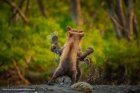 Comedy Wildlife Photography Awards Finalists See The Funny Side Of