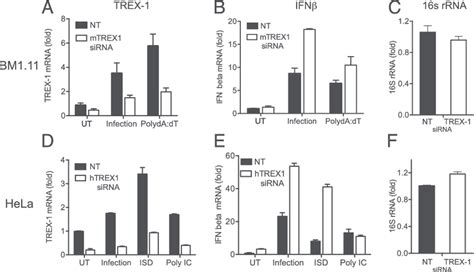 SiRNA Knockdown Of TREX 1 In Epithelial Cells Increases IFN B