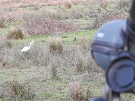 Ceredigion Birds Lots Of Big White Birds At Tregaron Bog