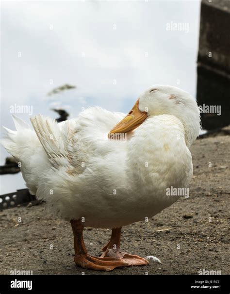 White Duck With A Smile Stock Photo Alamy