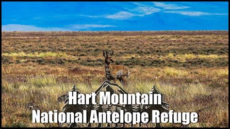 Hart Mountain National Antelope Refuge A Wildlife Safari Oregon Youtube