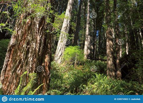 Giant Coast Redwood Trees Sequoia Sempervirens In Redwoods National
